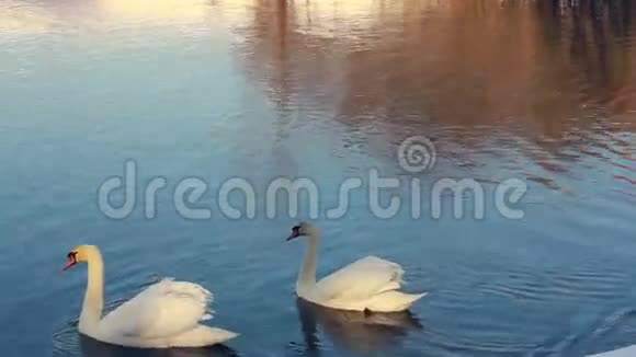 阳光下的白色天鹅天鹅和鸭子在湖里游泳蓝水天鹅视频的预览图