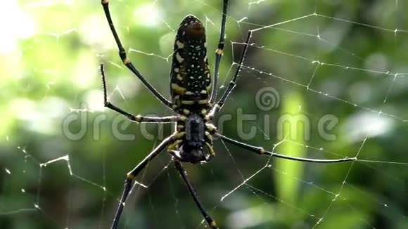 关闭热带森林网上的蜘蛛视频的预览图