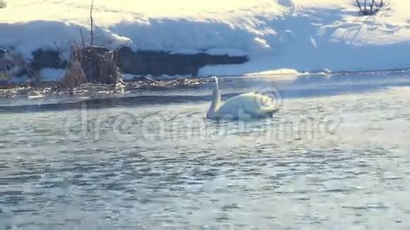 白天鹅在阳光下鸟在冷水上游泳白雪覆盖的河岸视频的预览图