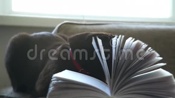 厚厚的棕色猫在沙发上拿着一本书一只黄眼睛的黑猫视频的预览图