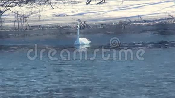 冬天的鸟白天鹅在冷水上天鹅和鸭子在冬天的河里游泳视频的预览图