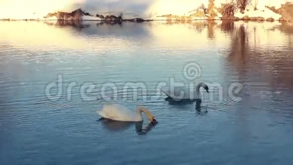 天鹅在雪覆盖的河岸附近的河里游泳鸟偶视频的预览图