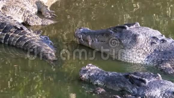 许多鳄鱼在野地里躺在一棵树下的岸边的沼泽河里泰国亚洲视频的预览图