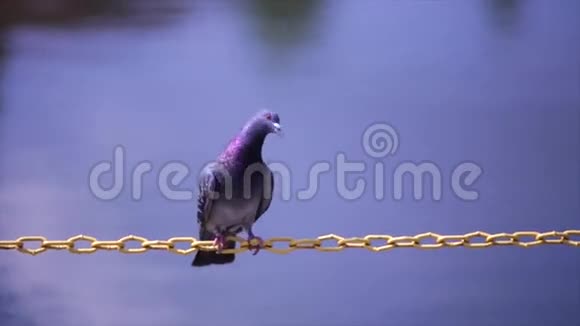 鸽子坐在湖底的链子上视频的预览图