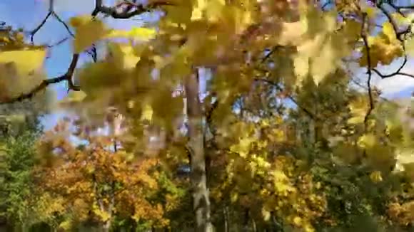枝黄的枫叶映衬着天空视频的预览图