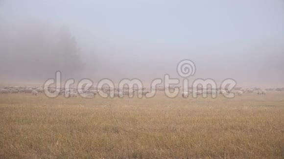 白羊群在西伯利亚清晨的草木薄雾中奔跑视频的预览图