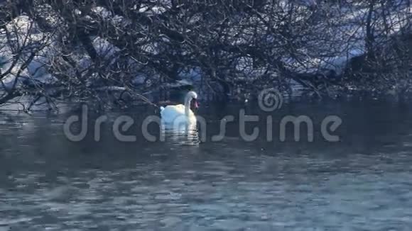 喙中有藻类的天鹅鸟在雪覆盖的河岸附近游泳视频的预览图