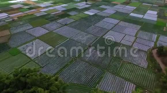 空中收割机稻田视频的预览图