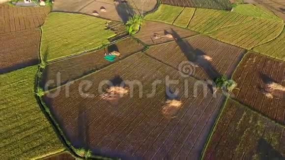 空中收割机稻田视频的预览图
