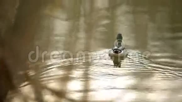 一个猎人正透过灌木丛看池塘上的鸭子视频的预览图