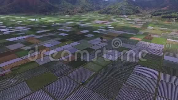 空中收割机稻田视频的预览图