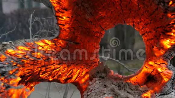 有趣的不寻常的阴燃和燃烧的老树桩从风中发光视频的预览图