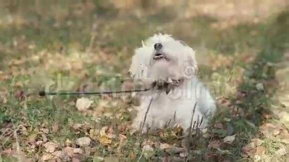 快乐的狗在秋天的叶子上翻滚狗在秋天阳光明媚的公园视频的预览图