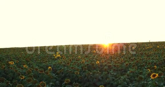 在金色夕阳下的向日葵上方飞行和起飞鸟瞰全景4k视频的预览图
