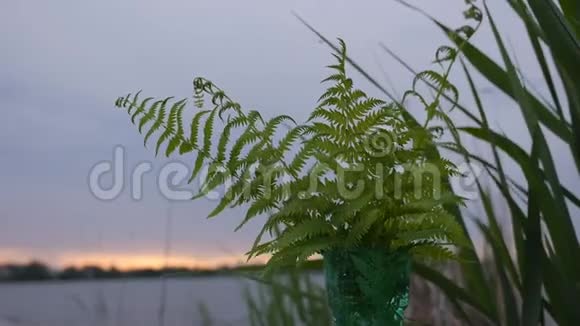 日落时湖边的绿蕨视频的预览图