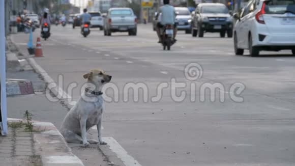 无家可归的灰狗与过往的汽车和摩托车在路上动作缓慢亚洲泰国视频的预览图