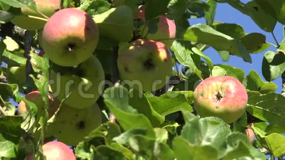 红色的成熟苹果和叶子在果树树枝上的蓝天背景放大4K视频的预览图