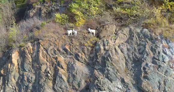 阿拉斯加的野羊视频的预览图