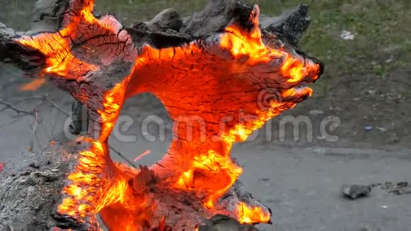 有趣的不寻常的阴燃和燃烧的老树桩从风中发光视频的预览图
