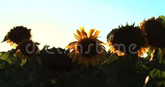 4kUHD背景太阳落山时向日葵视频的预览图