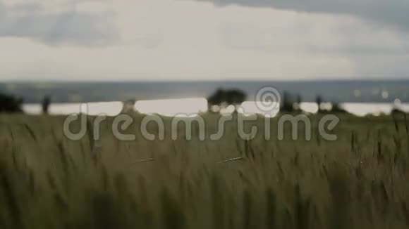 熟透的金色麦穗在夕阳下的田野里随风摆动视频的预览图
