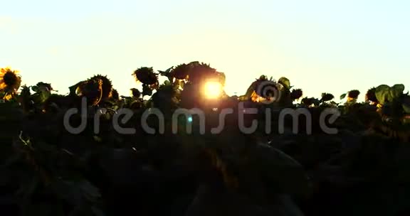 4k背景太阳落山时盛开的向日葵视频的预览图