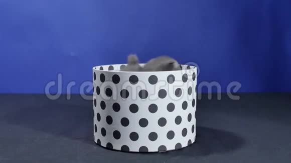 小猫躲在圆盒子里视频的预览图