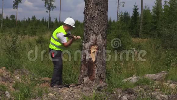 树旁有斧头的伐木工人视频的预览图
