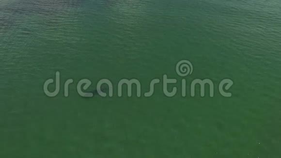 黑海中的海豚在自然环境中捕食鱼类视频的预览图