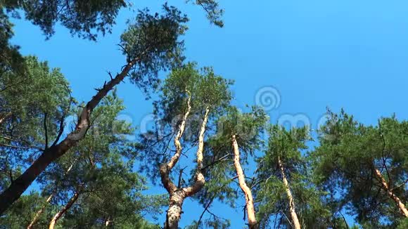 高大的松树干风摇视频的预览图