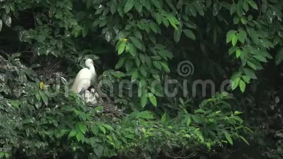鹭嘉泽塔照顾台北湖树上的巢和雏鸟视频的预览图