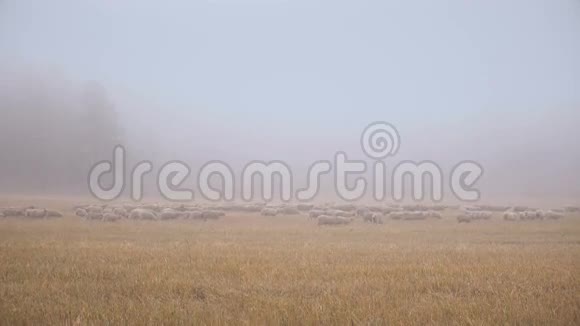 白羊群在西伯利亚清晨的草木薄雾中奔跑视频的预览图