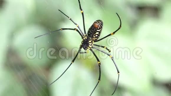 关闭热带森林网上的蜘蛛视频的预览图