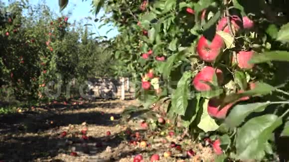 秋天果园树下长满了红果和红苹果4K视频的预览图