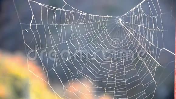 蜘蛛网在风中颤抖视频的预览图