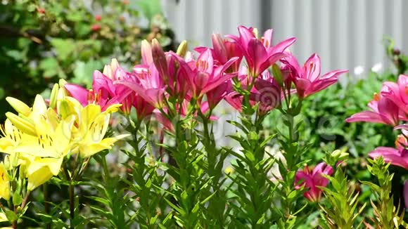 许多黄色和粉红色的百合花开在花坛里视频的预览图