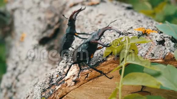 两只大鹿甲虫卢卡纳斯塞巴斯沿着树爬行森林中罕见的甲虫视频的预览图