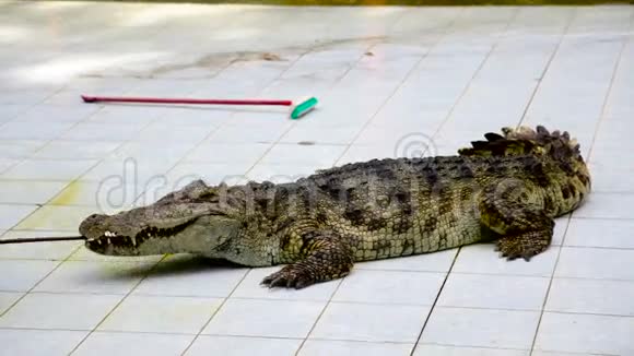 安静的鳄鱼躺在瓷砖地板上视频的预览图