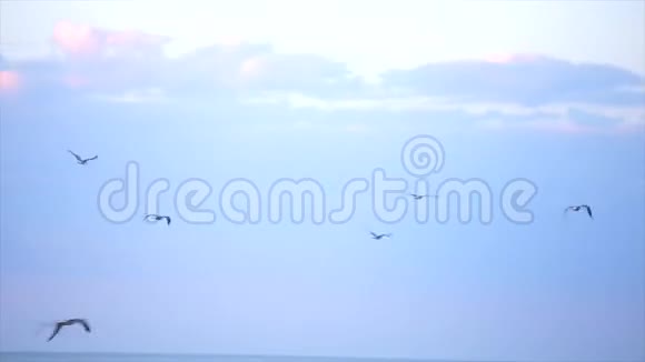 海鸥飞过大海一群海鸥飞过大海视频的预览图