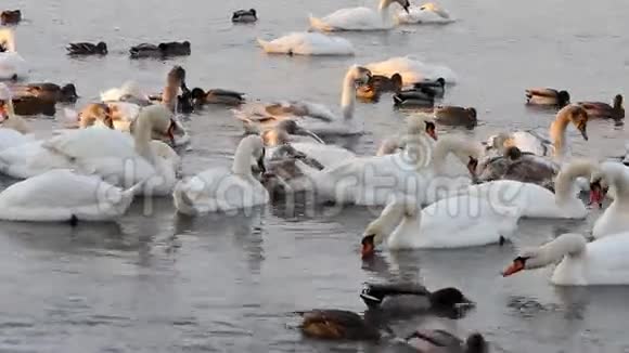 河里的天鹅和鸭子鸟儿漂浮在水中视频的预览图