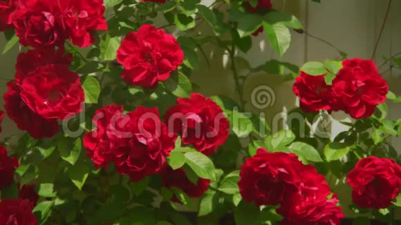 红玫瑰生长在户外灌木丛中视频的预览图