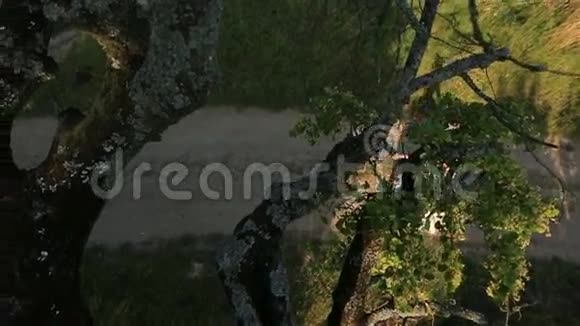 幸福的年轻迷人的夫妇走在绿色的夏天森林乡村的蜜月顶部视图视频的预览图