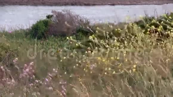 古斯塔夫河口黄花绿植物视频的预览图