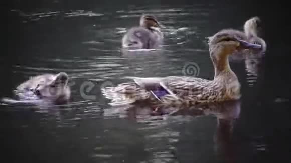 在阳光明媚的日子里小鸭子和小鸭子在池塘里漂浮着与自然和谐相处视频的预览图
