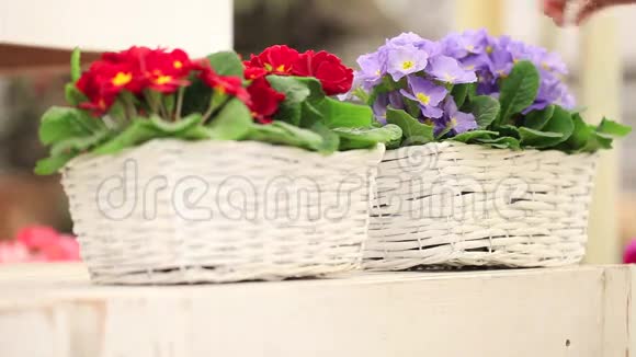 花园春天的概念花店女手与白色柳条篮子花视频的预览图