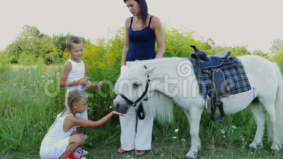 孩子们一个男孩和一个七岁的女孩喂了一匹白色的小马给吃胡萝卜快乐的家庭假期视频的预览图