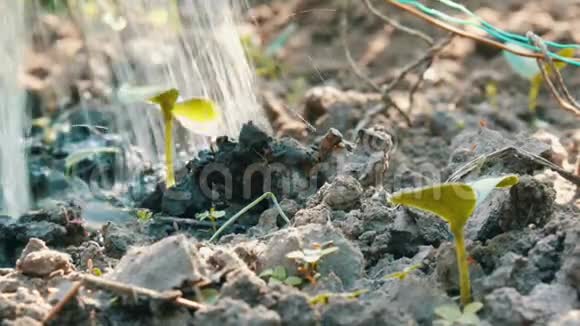 一种新生长的植物用浇水罐浇水水被吸收到土壤中视频的预览图