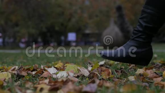 秋季时装穿黑色连裤袜和时尚时髦鞋靴的女性腿户外金色叶子视频的预览图