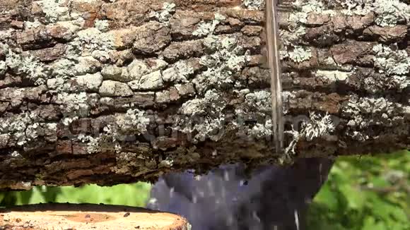 电锯片锯掉枫树树干锯屑落在阳光下视频的预览图