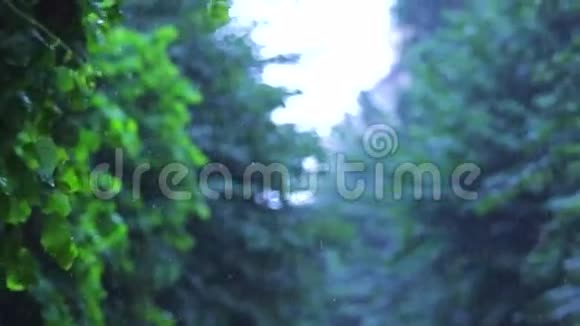 下雨了背景中的绿色树木林荫大道慢动作视频的预览图